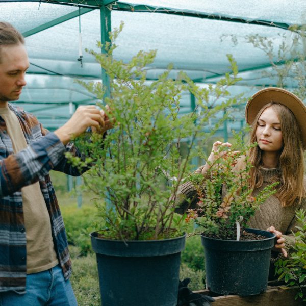 farmers at work in a green house