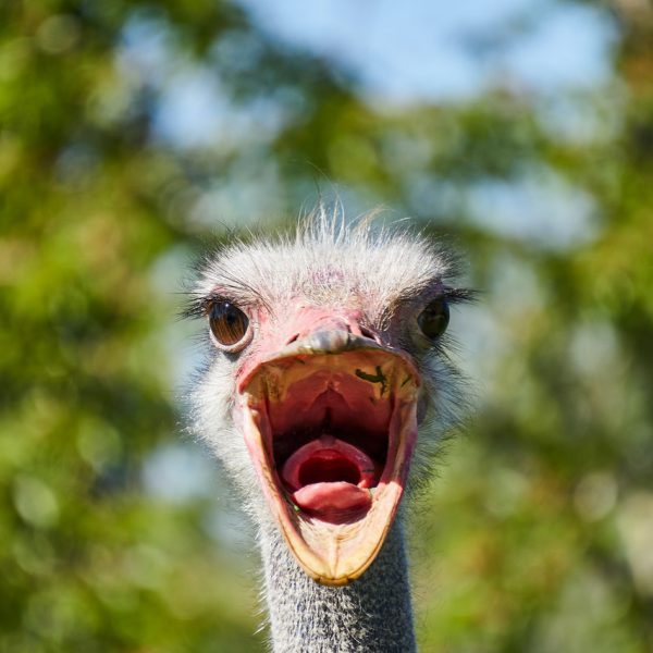 ostrich-screaming ostrich individual