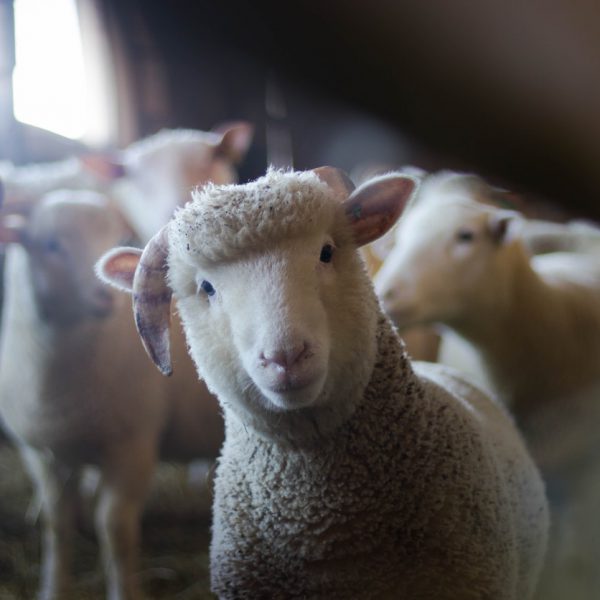sheep-network-rural-database