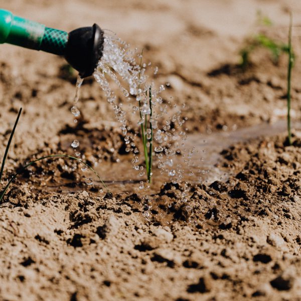 watering plant training