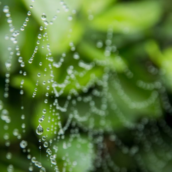 web net nature spider